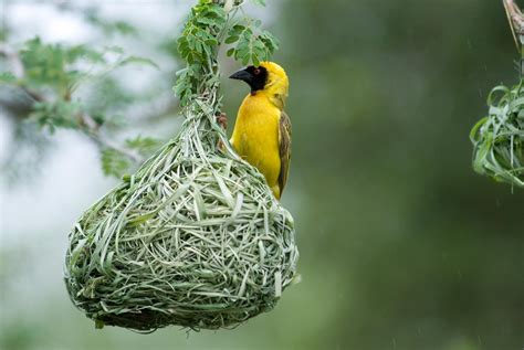有鸟在家筑巢